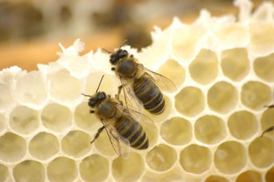 Амурскому меду помогут попасть за рубеж