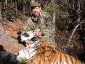 Оснащение тигра спутниковым ошейником.