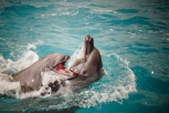 Дельфины и морские котики готовятся к выступлениям в Благовещенске
