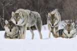 Охотники на волков смогут получить первоочередное право на добычу копытных