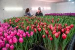 Целое море цветов: 35 тысяч тюльпанов расцвели в свободненском плодопитомнике