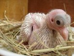 Напуганного птенца голубя вызволили из вентиляционной шахты в Белогорске