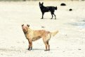 Возбуждено уголовное дело по факту нападения бродячих собак на жителей Дипкуна