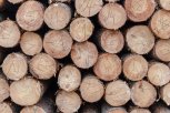 Василий Орлов: «В лесозаготовках в Амурской области нужно навести порядок»