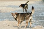 Карантин по бешенству ввели в Свободном: домашняя собака кидалась на уличных псов