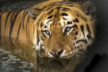 Обезглавленного тигра обнаружили в Хабаровском крае