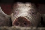 В Зейском районе фермер скрыл массовый падеж свиней: на территории КФХ нашли 79 трупов