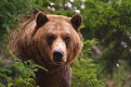 Медведь растерзал кур и отведал комбикорма в тындинском селе Уркан