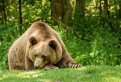 «Жалко мишку и людей»: убийство бурого медведя в Тындинском районе разделило амурчан на два лагеря