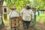 Амурским пчеловодам будут выдавать безвозмездно по три гектара земли