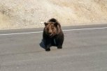 Не кормите медведей: амурчане бросают еду гуляющим вдоль трасс хищникам