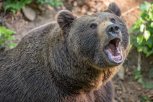 Приходившего за едой к базе отдыха в Тындинском районе медведя застрелили