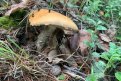 На севере Амурской области пошли первые грибы