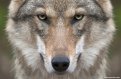 В Амурской области убили напавшую на грибника волчицу