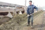 Гранты на развитие молочных ферм получили 14 амурчан