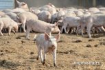 Все поголовье свиней забили в Белогорске из-за АЧС