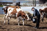 В Приамурье более 40 молодых аграриев получают ежемесячные выплаты из областного бюджета