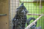 Кто спас «Лапушки»: после новости о закрытии у благовещенского зоопарка появились благотворители