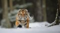 Амурская область впервые пересчитает всех тигров: специалисты следят за хищниками и ждут тигрят
