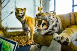 Почему тигра разобрали на части: истории хищников, ставших чучелами амурского музея