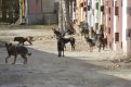 Василий Орлов: «Крупных собак с улиц нужно убрать в первую очередь»