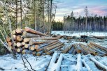 Два дальневосточных инвестпроекта в сфере освоения леса получили статус приоритетных