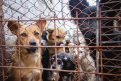 На отлов бездомных собак в Приамурье выделили из бюджета больше 30 миллионов