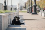 Собака бывает кусачей: в Приамурье с начала года с улиц отловили почти 400 животных