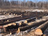 В Мазановском районе «черные лесорубы» добыли древесину на 19 миллионов рублей