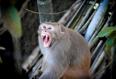 На смену ковиду идут обезьянья оспа и птичий грипп: как защититься от новых напастей