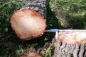 «Черные лесорубы» незаконно срубили в Зейском районе 13 сосен