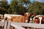 В Приамурье построят три новых животноводческих комплекса и увеличат  производство молока