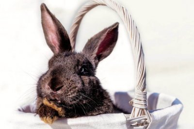 Каких животных осчастливит Черный Кролик: гороскоп на 2023 год по восточному календарю
