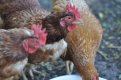 Амурчан просят быть бдительными из-за массового падежа кур от птичьего гриппа в Хабаровском крае