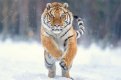 Тигрица Амба вернулась в Приамурье из очередного путешествия в Китай и идет навстречу самцу