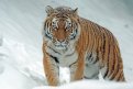 Более 600 километров и два десятка охот: подробности путешествия амурской тигрицы Амбы по Китаю
