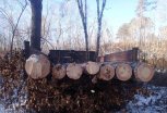 Возле села Натальино «черные лесорубы» незаконно срубили 56 деревьев на четыре миллиона рублей
