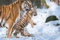 Кто стал мамой амурского тигрёнка: Приамурье вернуло себе статус ареала обитания редкого хищника