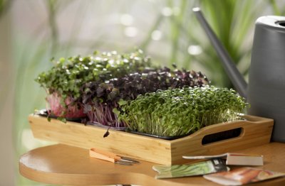 Как вырастить микрозелень в домашних условиях и в какие блюда добавить: обзор «Амурской правды»