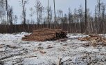 В Магдагачинском районе незаконно срубили 125 лиственниц