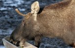 В Шимановском районе браконьер убил беременную лосиху