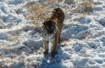 Для наблюдения за первыми в Амурской области тигрятами установили камеры