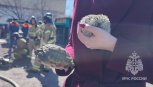 Ежа и черепаху спасли огнеборцы из горящего коттеджа в Благовещенске