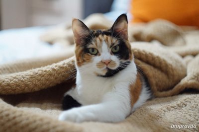 10 причин, почему чешется нос, и зачем на самом деле кошки дерут мебель: обзор «Амурской правды»
