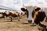 Почему лучших коров нужно знать «в лицо»: амурский минсельхоз дал советы молочным фермерам
