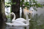 Лебеди Петр и Феврония после зимовки вернулись на озеро в Ивановке (видео)