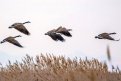 Сезон охоты на гусей и селезней уток закрылся в Амурской области. Фото: freepik.com