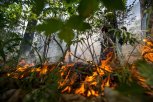 В Ромненском округе поймали пятерых поджигателей травы