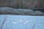 Откуда на севере Амурской области появилась стая белых лебедей