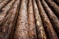 Наломали дров: двоих жителей Шимановска будут судить за незаконную вырубку лиственниц
